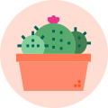 Cactuses and Succulents Online