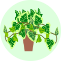 Money Plants Online