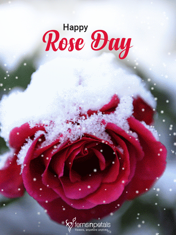 gif for rose day