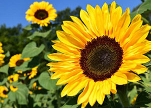 Sunflowers