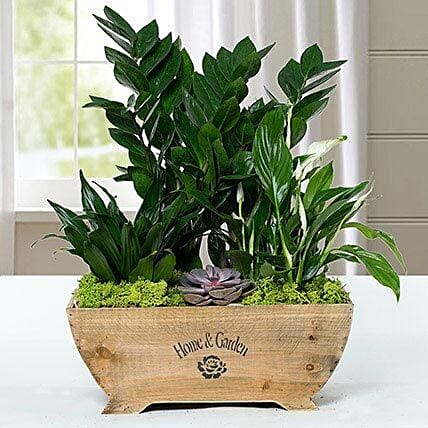 Plants Online for Mother's Day