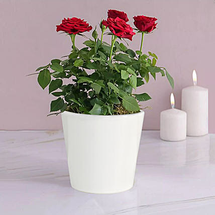 Plants for Womens Day Online