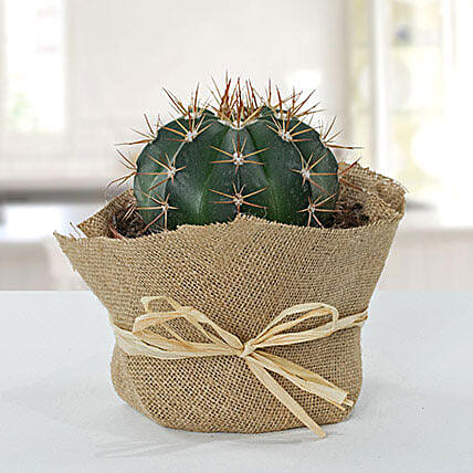 Amazing Cactus with Jute Wrapped Pot: Outdoor Plants 