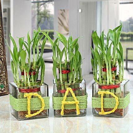 Lucky Bamboo Plant Online