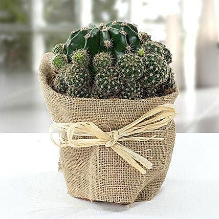 Elegant Cactus with Jute Wrapped Pot: Best Outdoor Plants in Dubai