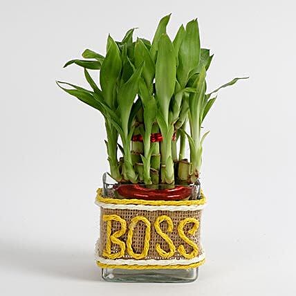 Evergreen Lucky Bamboo For Boss