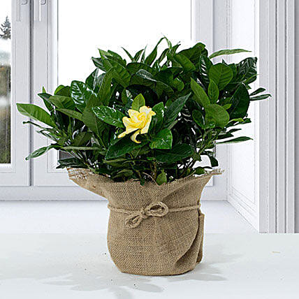 Gardenia Jasminoides with Jute Wrapped Pot: Indoor Plants in Dubai