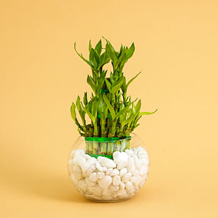 Good Luck Plant 3 Layers: Mothers Day Plants