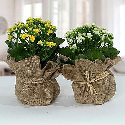 Jute Wrapped Dual Potted Plants: Best Flowering Plants