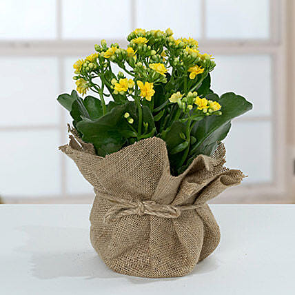 Jute Wrapped Yellow Kalanchoe Plant: Mothers Day Plants Delivery