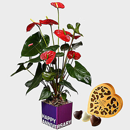 Red Anthurium Plant and Godiva Chocolates: Godiva Chocolates
