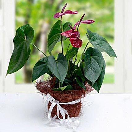 Simply Splendid Flowers: Anthuriums Flower Dubai