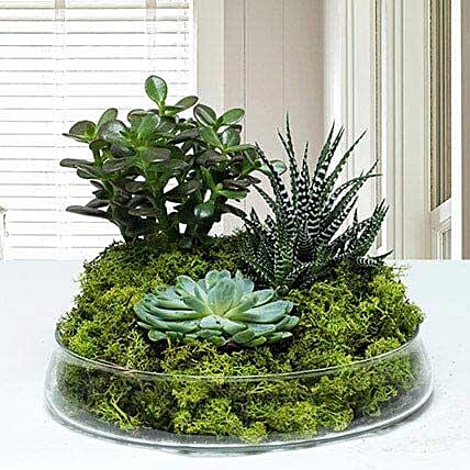 Small Glass Green Wonder: Dish Gardens