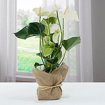 White Anthurium Jute Wrapped Potted Plant: Anthuriums 