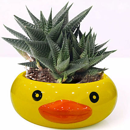 Gaster Haworthia  in a Ceramic Frog Face Pot: 