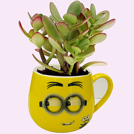 Smiley Pot of Crassula Plant: Indoor Plants