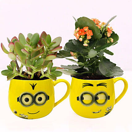 Crassula and Kalanchoe Plants in Emoticon Mugs: Indoor Plants
