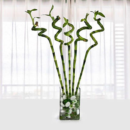 Spiral Bamboo: Mothers Day Plants