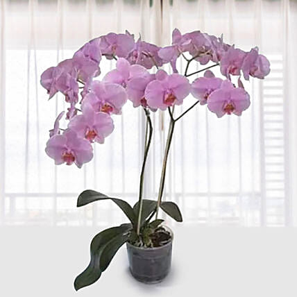 Pink Phalaenopsis Orchid Plant: Best Flowering Plants
