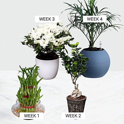 Verdure Month: Plants in Dubai