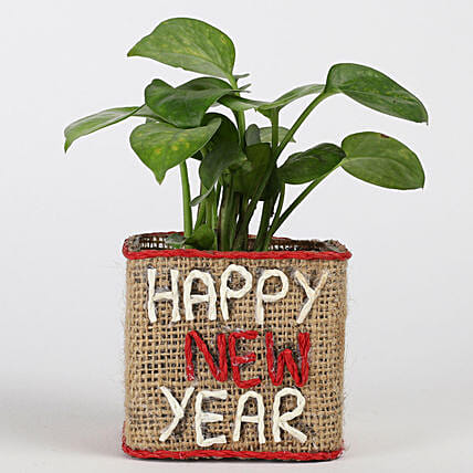 Money Plant In New Year Glass Vase: Money Plant 