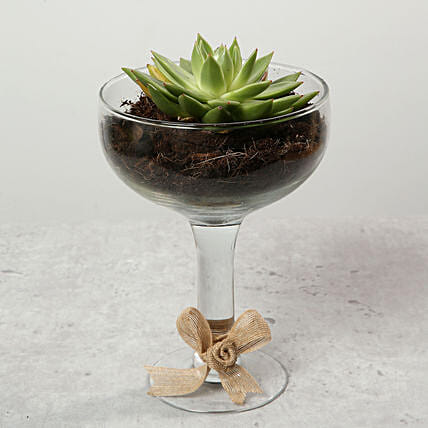 Green Echeveria with Natural Stones: Best Outdoor Plants in Dubai