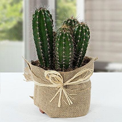 Cactus Jute Wrapped Potted Plant: Best Outdoor Plants in Dubai