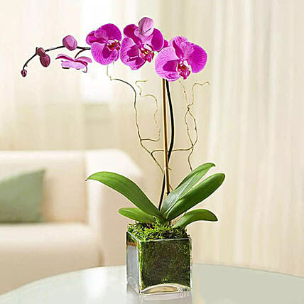 Purple Orchid Plant In Glass Vase: Gifts for Womens Day