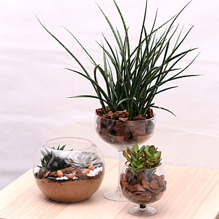 3 Beautiful Plant Arrangements: 