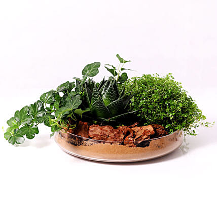 Set of 3 Plants in Glass Platter: Aloe Vera Plants