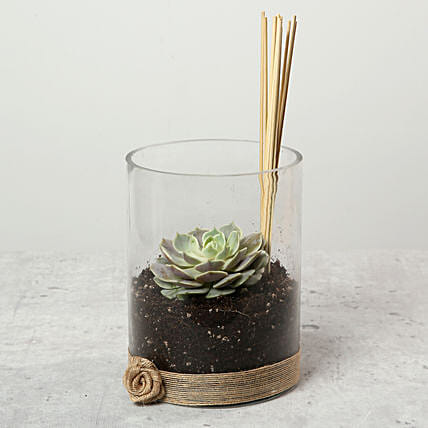 Green Echeveria in Clear Glass: Outdoor Plants 