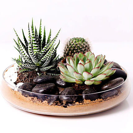 Combo of 3 Plants In Clear Glass Platter: Indoor Plants