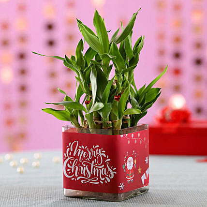 Christmas Good Luck Bamboo Plant: Christmas Home Decor Items