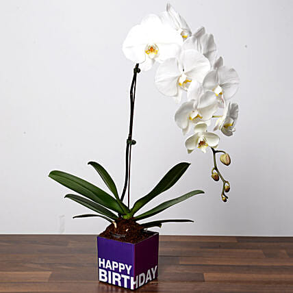 White Phalaenopsis Plant For Birthday: 