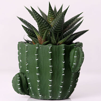 Gaster Haworthia in Cactus Design Pot: 