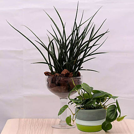 Combo of Sansevieria and Money Plants: Money Plant 