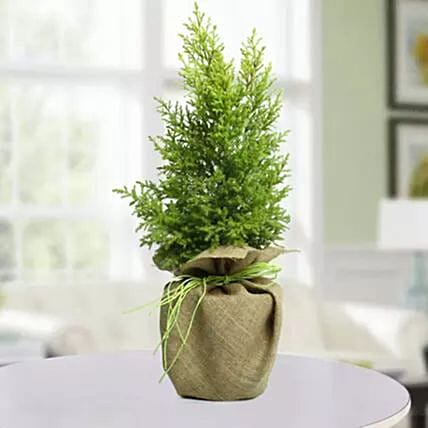 Christmas Tree: Xmas Trees