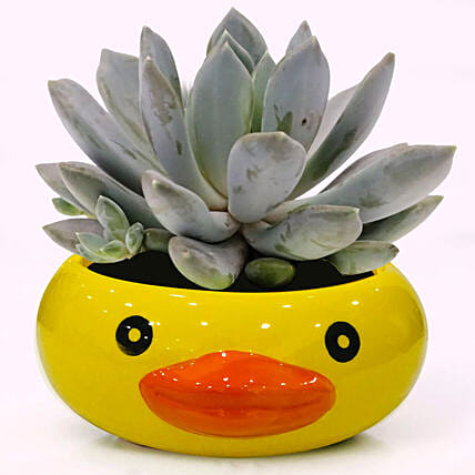 Pachyphytum Draco Potted Plant: Indoor Plants in Dubai