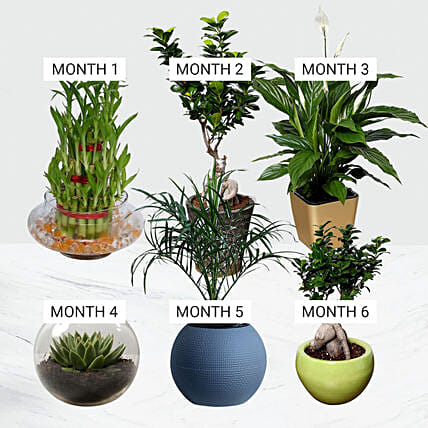 Build Your Own Garden: Plants 