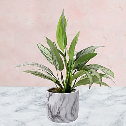 Aglaonema Plant in Ceramic Pot: Indoor Plants in Dubai