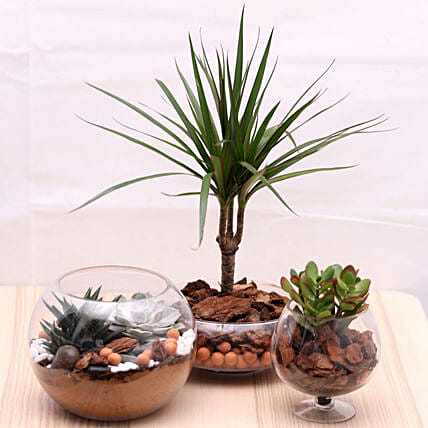 Triplet Plant Beauty: Dish Gardens