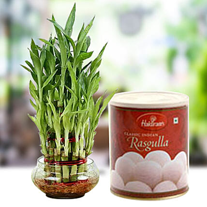 Lucky Tikka With Sweet: Plants in Dubai