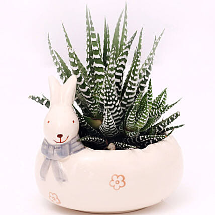 Haworthia Plant In Rabbit Design Pot: 