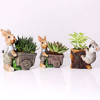 Combo of 3 Plants In Cart Pots: Indoor Plants in Dubai