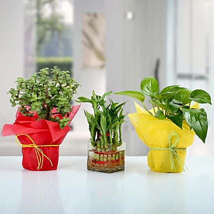 Set of 3 Good Luck Plants: Money Tree Plants