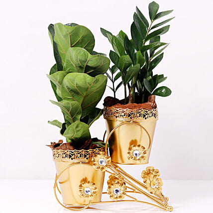 Ficus and Zamia Plant in Dual Golden Pot: Plant Combos 