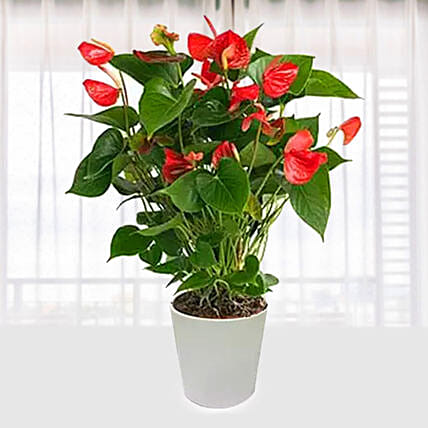 Red Anthurium In Ceramic Pot: Best Flowering Plants