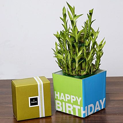 3 Layer Bamboo Plant and Patchi Chocolates For Birthday: 