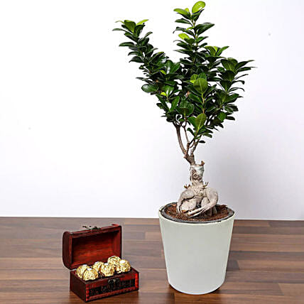 Ficus Bonsai Plant In Ceramic Pot and Chocolates: 