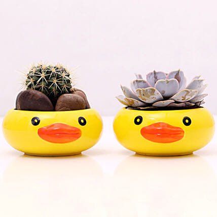 Plants in Duck Face Pot: Plant Combos 